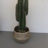 Cactus en pot noir