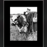 Tableau Image La Vache et le Prisonnier 40x46